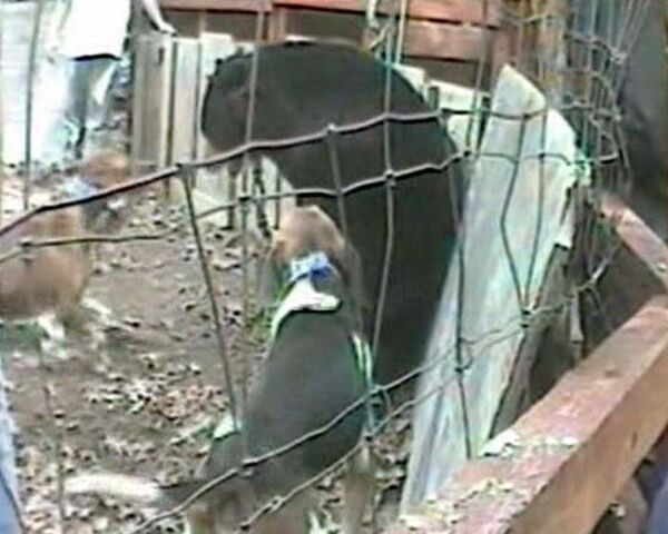Защитники животных засняли на камеру жестокую травлю медведя