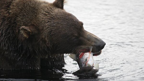 Медведь на охоте на Курильском озере. Архивное фото