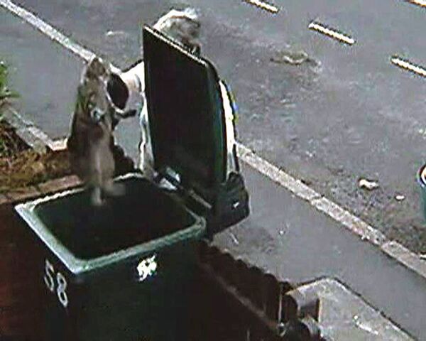 Женщину, выбросившую кошку в мусорный бак, поймала камера наблюдения