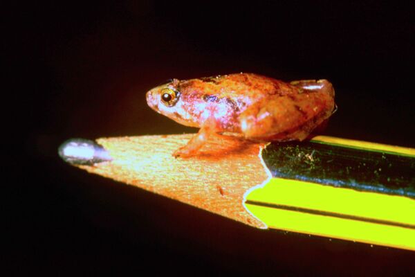 На острове Борнео (Малайский архипелаг, Юго-Восточная Азия) обнаружена самая маленькая лягушка из известных науке в Азии, Африке и Европе