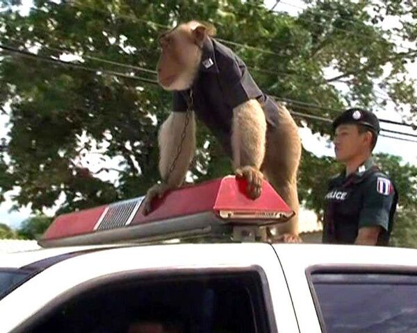Макака офицер Мир стоял на службе у тайской полиции