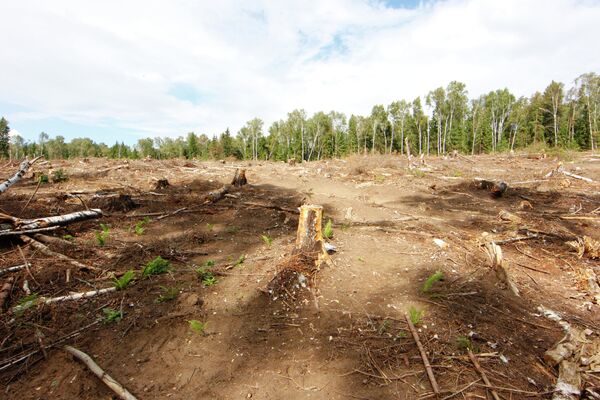 Вырубка на месте предполагаемого строительства платной автодороги в Химкинском лесу.