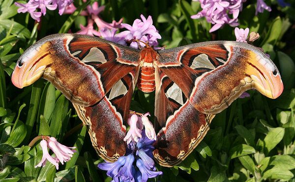Бабочка Attacus atlas или Князь Тьмы