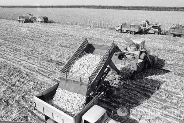 Механизированная уборка кукурузы в колхозе «Искра».