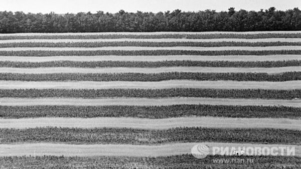 Полосы кукурузы, чередующиеся с полосами пшеницы - система полосного земледелия, используемая для защиты склонов от размыва.