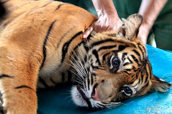 Суматранская тигрица Мекар