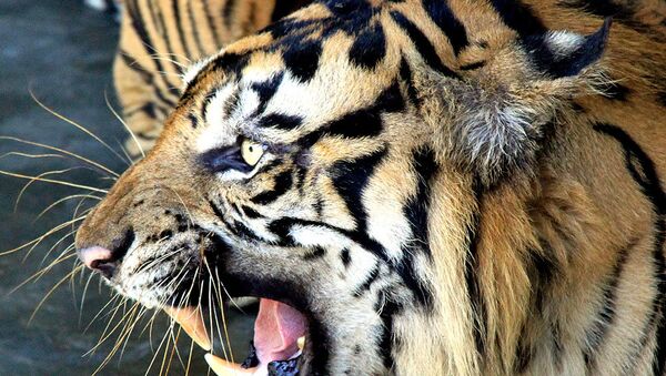Суматранская тигрица. Архив
