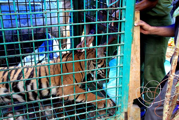 Суматранская тигрица Мекар