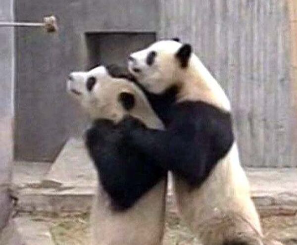 Школа для панд открылась в китайском заповеднике