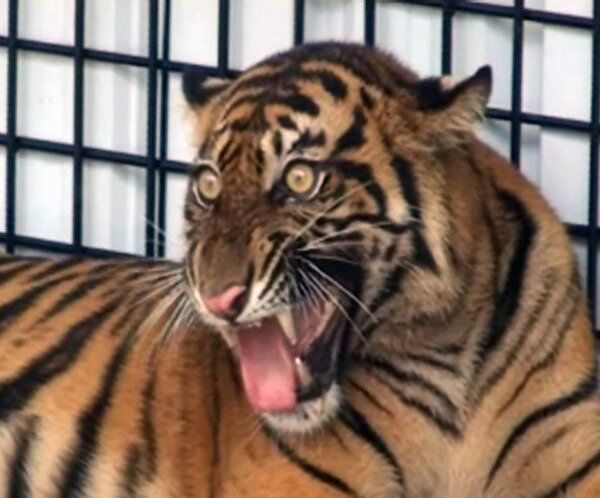 Суматранская тигрица на самолете доставлена в национальный заповедник