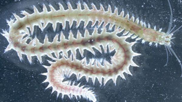 Морские черви Platynereis dumerilii