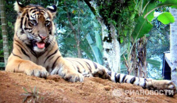 Суматранская тигрица Мекар 