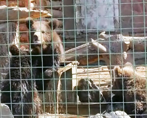 Три медвежонка считают своей семьей сотрудников Удмуртского зоопарка