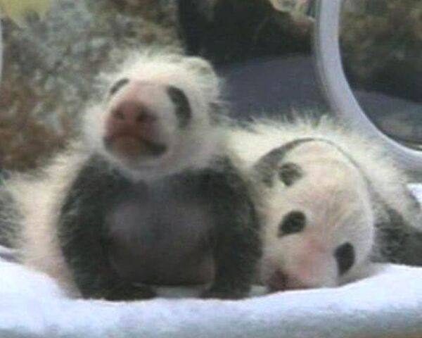 Детеныши-близнецы гигантской панды позируют фотографам   