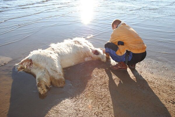 Пять убитых белых медведей обнаружены на Чукотке