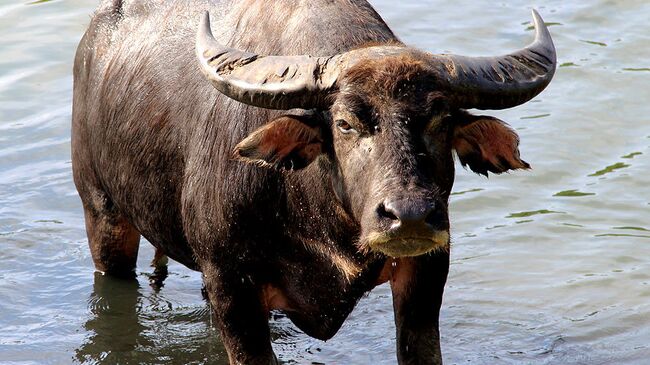 Дикий буйвол