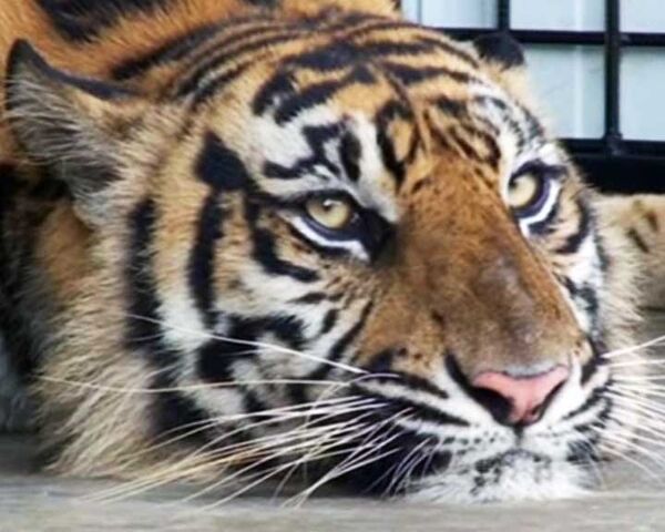 Тигрицу-людоеда спасли от смерти и поместили в вольер