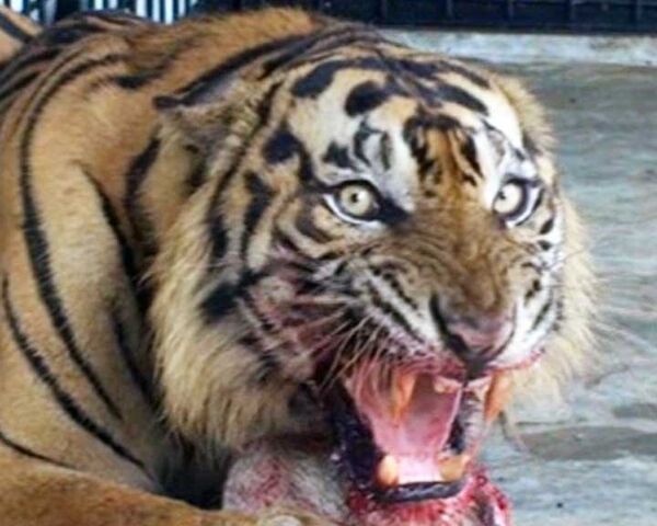 Старый тигр до конца жизни обречен питаться дичью, пойманной другими