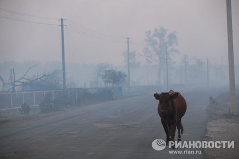 Пожары в республике Алтай