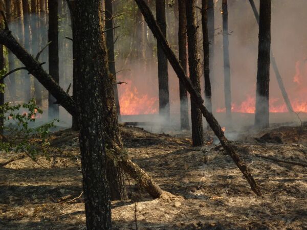 Лесные пожары в Казахстане угрожают семи районам Алтайского края