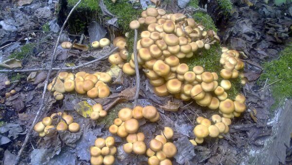 В национальном парке Нижняя Еама грибы собирают в сентябре.