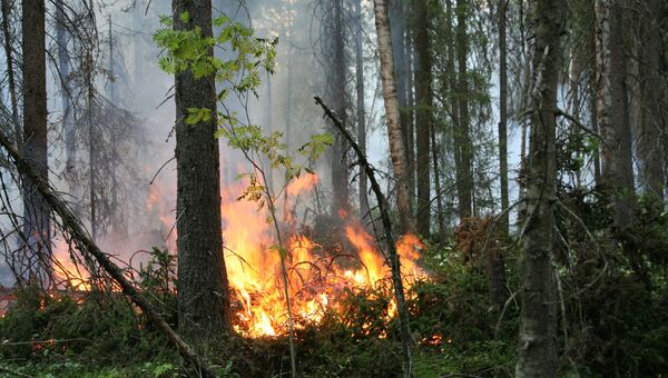 Крупный лесной пожар бушует в горах центральной части Сахалина