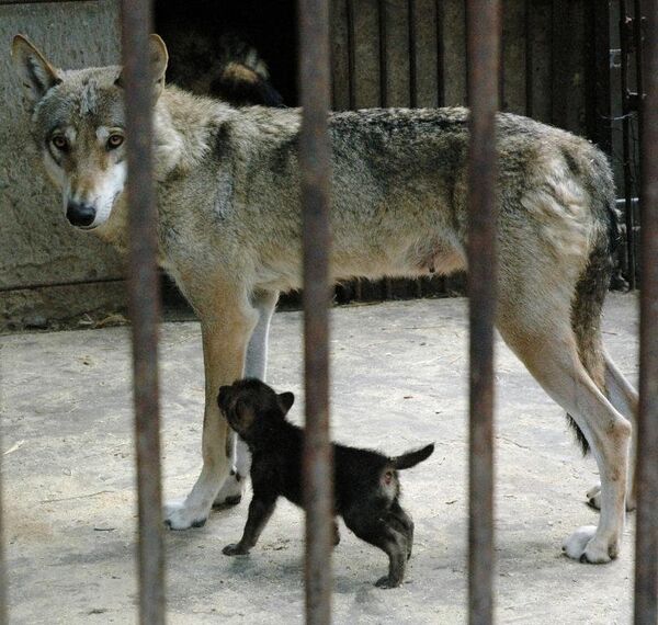 Волк в Одесском зоопарке