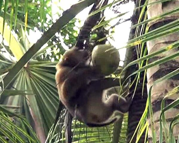 Дрессированные макаки помогают людям собирать урожай кокосов