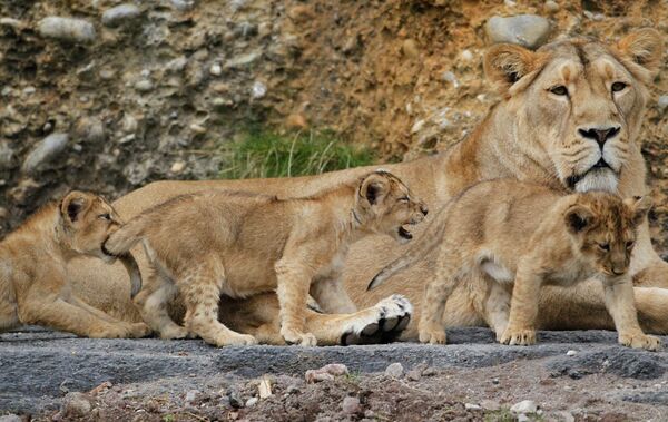Детеныши льва в зоопарке Цюриха