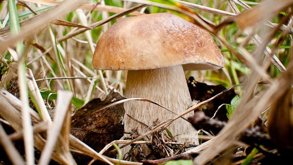 РИАгенты охотятся на грибы в российских лесах