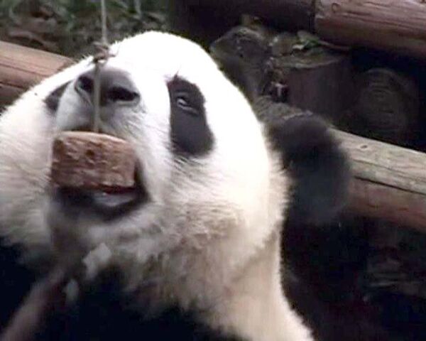 Шестерых нянь для панд выбрали в Китае из 62 тысяч человек