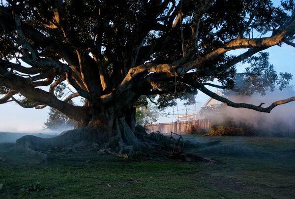 Кадр из фильма Дерево, который откроет в этом году кинофестиваль 2 in 1