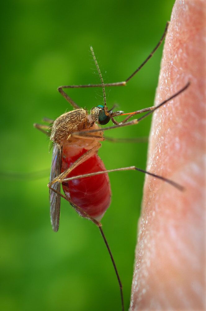 Комар Culex quinquefasciatus, переносчик лихорадки Западного Нила - РИА Новости, 1920, 30.07.2024