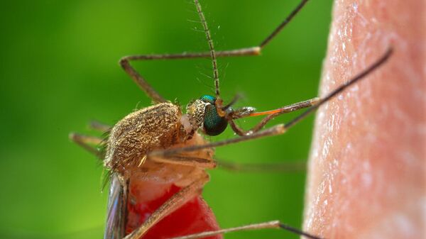 Комар Culex quinquefasciatus, переносчик лихорадки Западного Нила