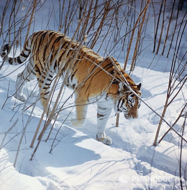 Амурский тигр в лесах Приморского края