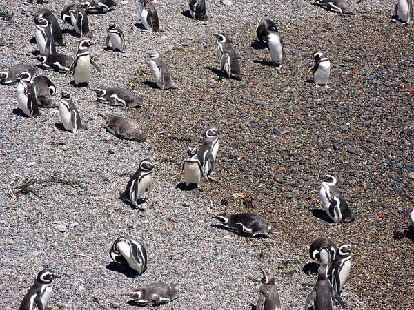 Магеллановы пингвины в заповеднике Пунта Томбо