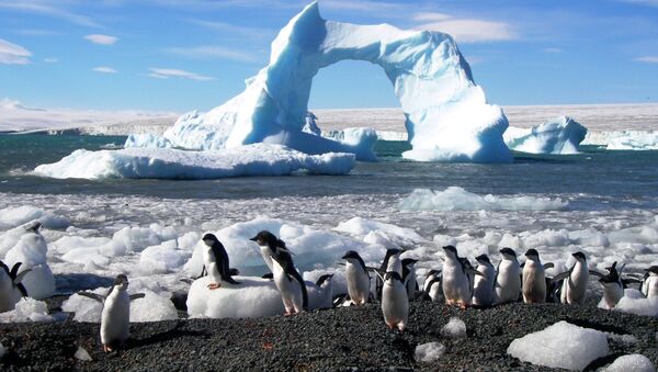 Пингвины адели в Антарктиде, архивное фото
