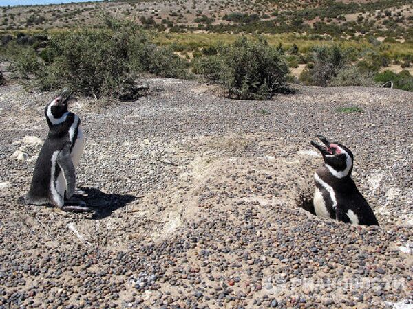 Самый большой в мире природный заповедник Магеллановых пингвинов Пунта Томбо 
