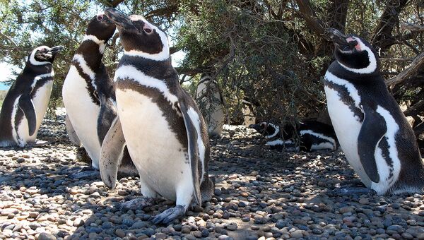 Магеллановы пингвины, архивное фото