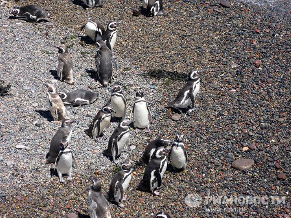 Самый большой в мире природный заповедник Магеллановых пингвинов Пунта Томбо 
