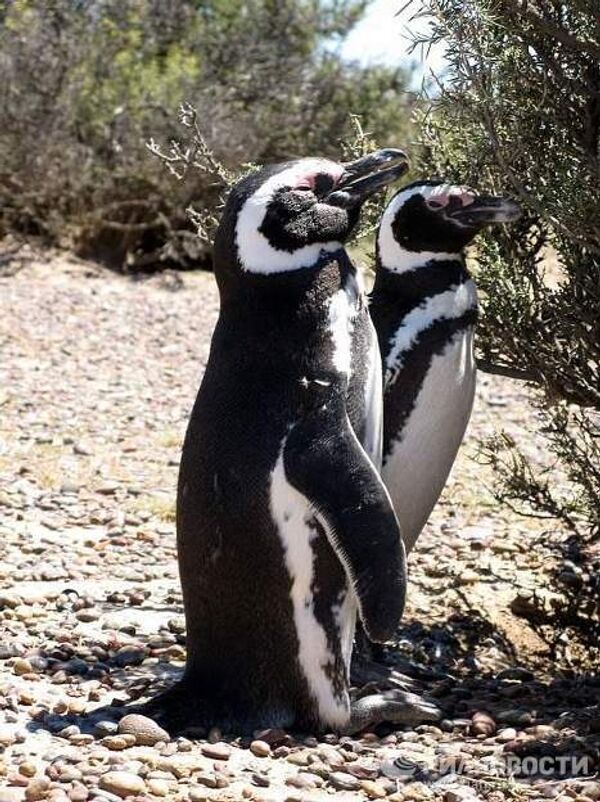 Пингвиний питомник
