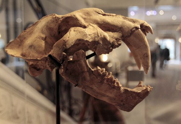 Sotheby's продал в Париже скелеты динозавров и саблезубых тигров