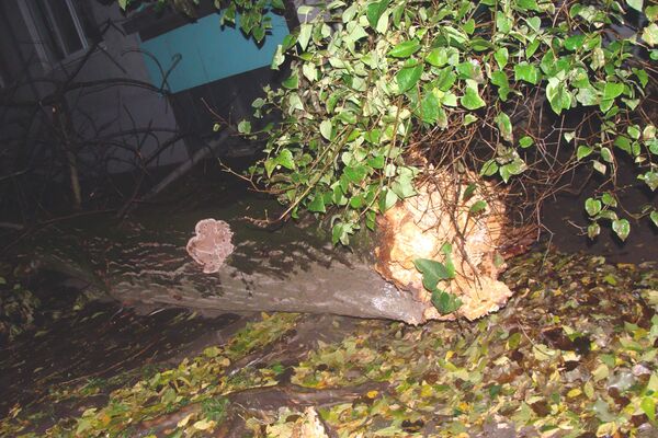 Упавшее дерево в Пскове разбило окно в жилом доме