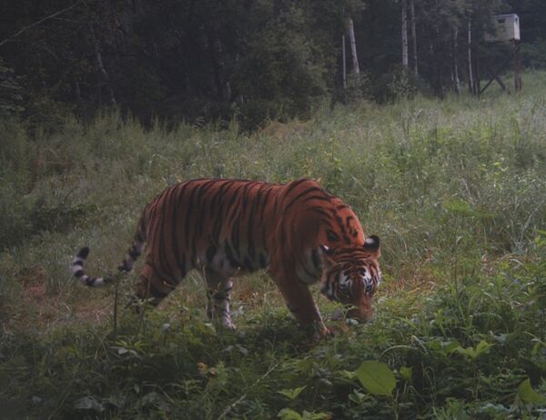 Тигр, снятый фотоловушкой