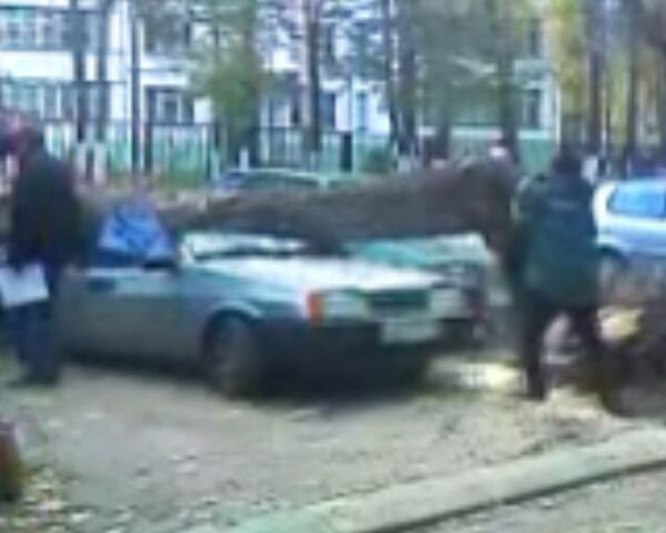 В Москве на машину упало дерево