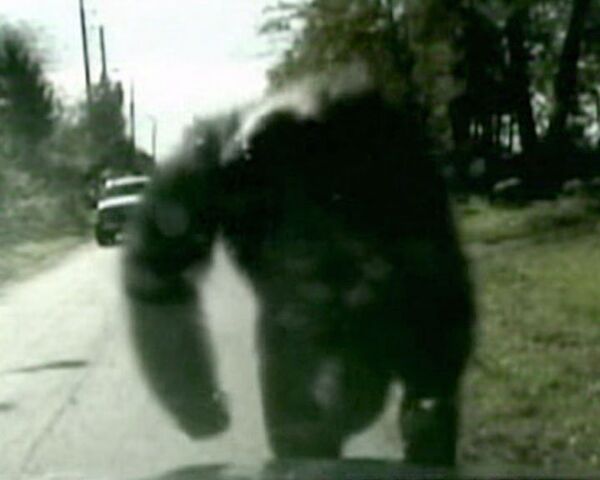 Сбежавшая шимпанзе набросилась на полицейский автомобиль