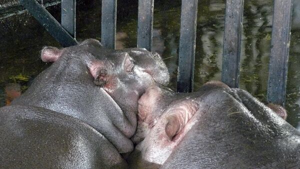 Бегемоты в зоопарке Калининграда, архивное фото
