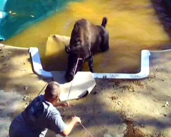 Сбежавший от хозяина буйвол искупался в соседском бассейне 