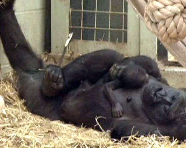 Новорожденному детенышу гориллы в зоопарке Лондона подыскали отчима