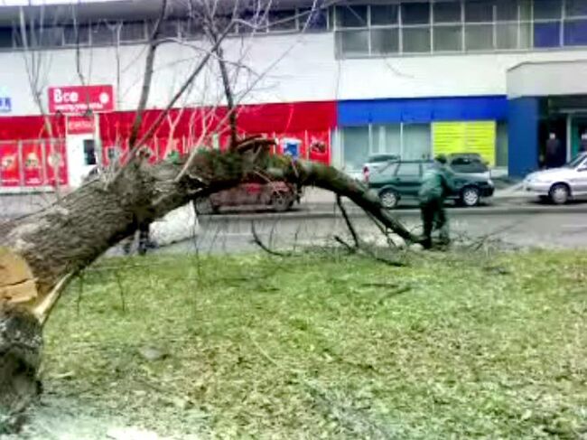 Рухнувшее на дорогу дерево перекрыло движение по Колодезному переулку